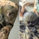 World's smallest monkey twins born at Shaldon Wildlife Trust! Rare Eastern pygmy marmosets arrive after parents Pablo & Tumble bond in just 6 months.