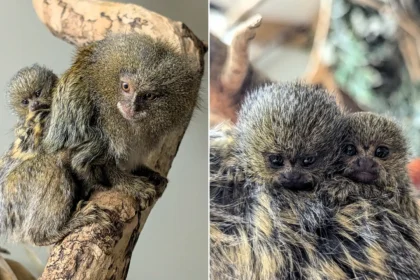 World's smallest monkey twins born at Shaldon Wildlife Trust! Rare Eastern pygmy marmosets arrive after parents Pablo & Tumble bond in just 6 months.