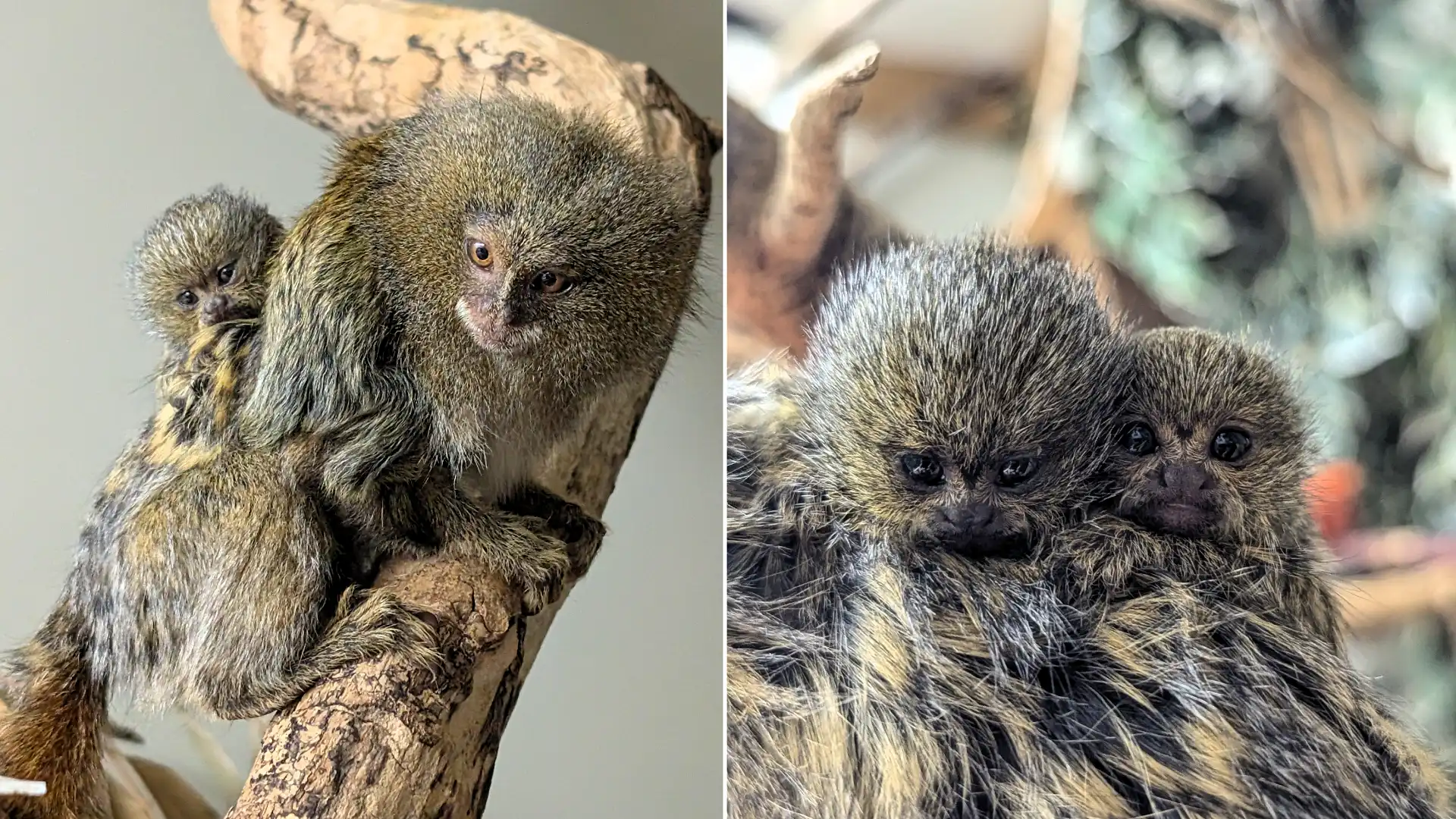 World's smallest monkey twins born at Shaldon Wildlife Trust! Rare Eastern pygmy marmosets arrive after parents Pablo & Tumble bond in just 6 months.