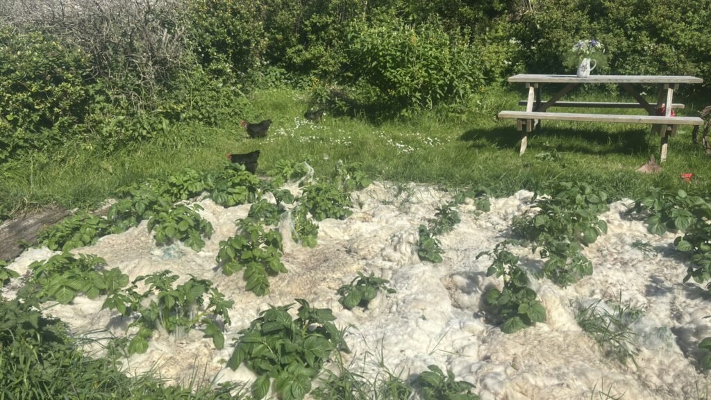 Couple ditch city life for a tiny off-grid Welsh island with just four residents and 500 sheep, saving half their salary thanks to rock-bottom living costs.