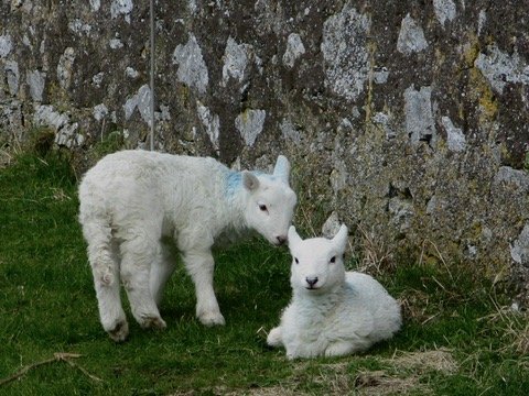 Couple ditch city life for a tiny off-grid Welsh island with just four residents and 500 sheep, saving half their salary thanks to rock-bottom living costs.