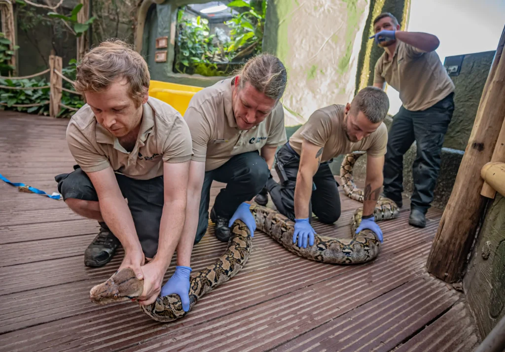 A giant 15ft python named after Hollywood star Jodie Foster has been declared cancer-free after pioneering electrochemotherapy at Chester Zoo - believed to be a world first for a snake.