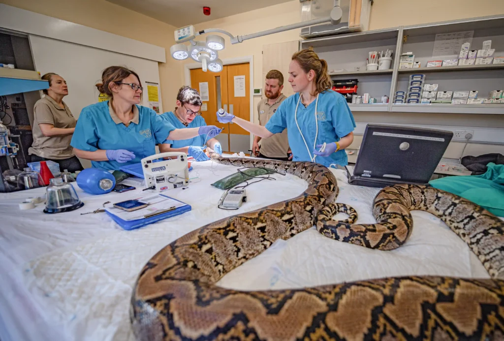 A giant 15ft python named after Hollywood star Jodie Foster has been declared cancer-free after pioneering electrochemotherapy at Chester Zoo - believed to be a world first for a snake.
