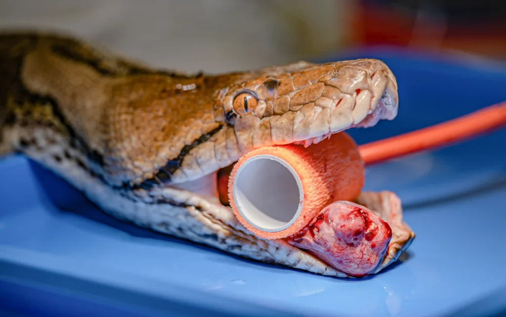 A giant 15ft python named after Hollywood star Jodie Foster has been declared cancer-free after pioneering electrochemotherapy at Chester Zoo - believed to be a world first for a snake.