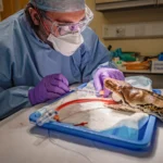 A giant 15ft python named after Hollywood star Jodie Foster has been declared cancer-free after pioneering electrochemotherapy at Chester Zoo - believed to be a world first for a snake.