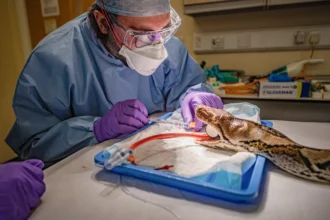A giant 15ft python named after Hollywood star Jodie Foster has been declared cancer-free after pioneering electrochemotherapy at Chester Zoo - believed to be a world first for a snake.