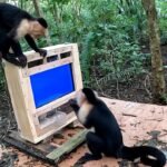 Wild monkeys are helping scientists train an AI facial-recognition system that can tell individual animals apart with more than 97% accuracy.