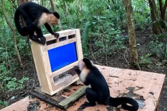 Wild monkeys are helping scientists train an AI facial-recognition system that can tell individual animals apart with more than 97% accuracy.