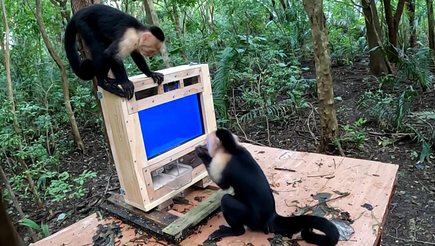 Wild monkeys are helping scientists train an AI facial-recognition system that can tell individual animals apart with more than 97% accuracy.