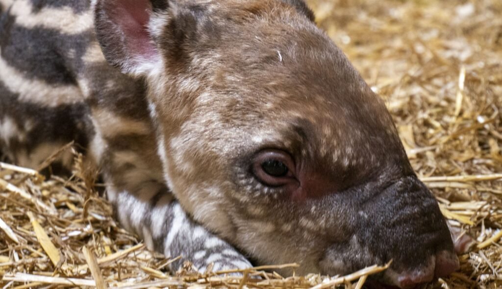 A striped Brazilian tapir calf has been born at Dartmoor Zoo in Devon - one of just 15 arrivals worldwide in a year and a rare boost for the vulnerable species.