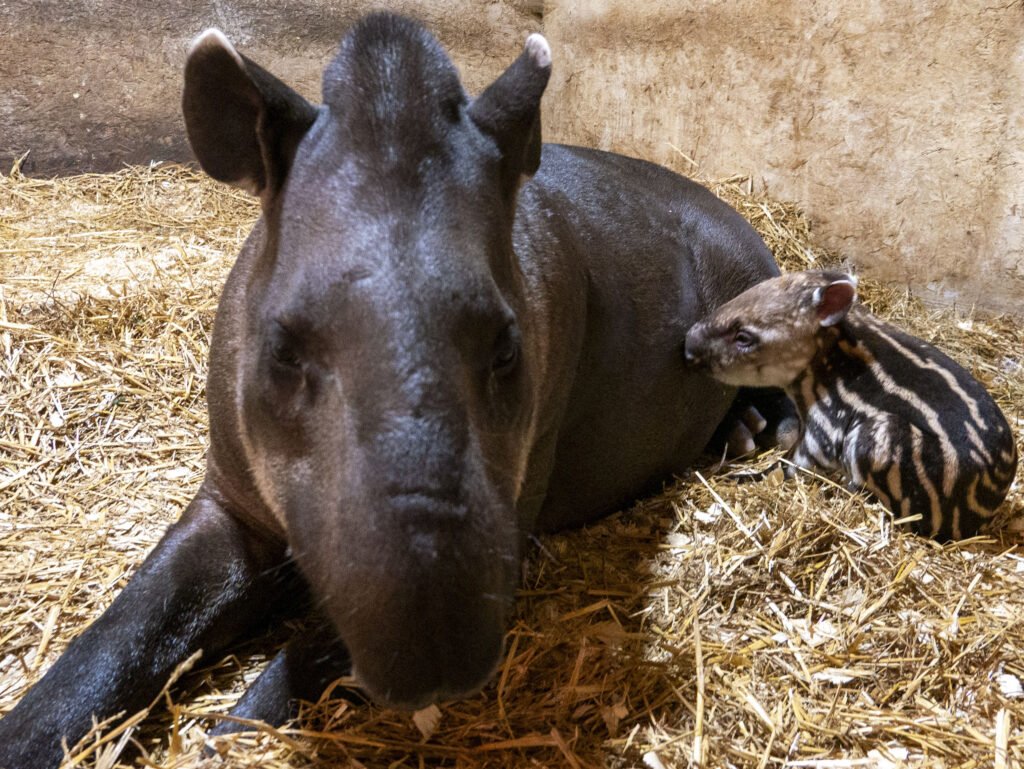 A striped Brazilian tapir calf has been born at Dartmoor Zoo in Devon - one of just 15 arrivals worldwide in a year and a rare boost for the vulnerable species.