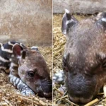A striped Brazilian tapir calf has been born at Dartmoor Zoo in Devon - one of just 15 arrivals worldwide in a year and a rare boost for the vulnerable species.