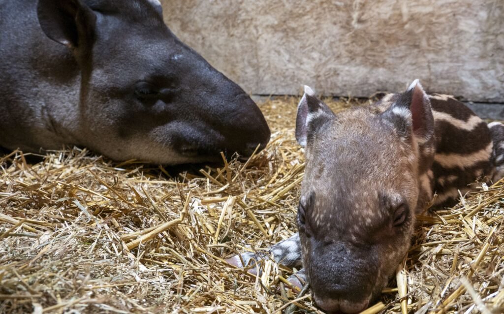 A striped Brazilian tapir calf has been born at Dartmoor Zoo in Devon - one of just 15 arrivals worldwide in a year and a rare boost for the vulnerable species.