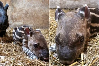 A striped Brazilian tapir calf has been born at Dartmoor Zoo in Devon - one of just 15 arrivals worldwide in a year and a rare boost for the vulnerable species.
