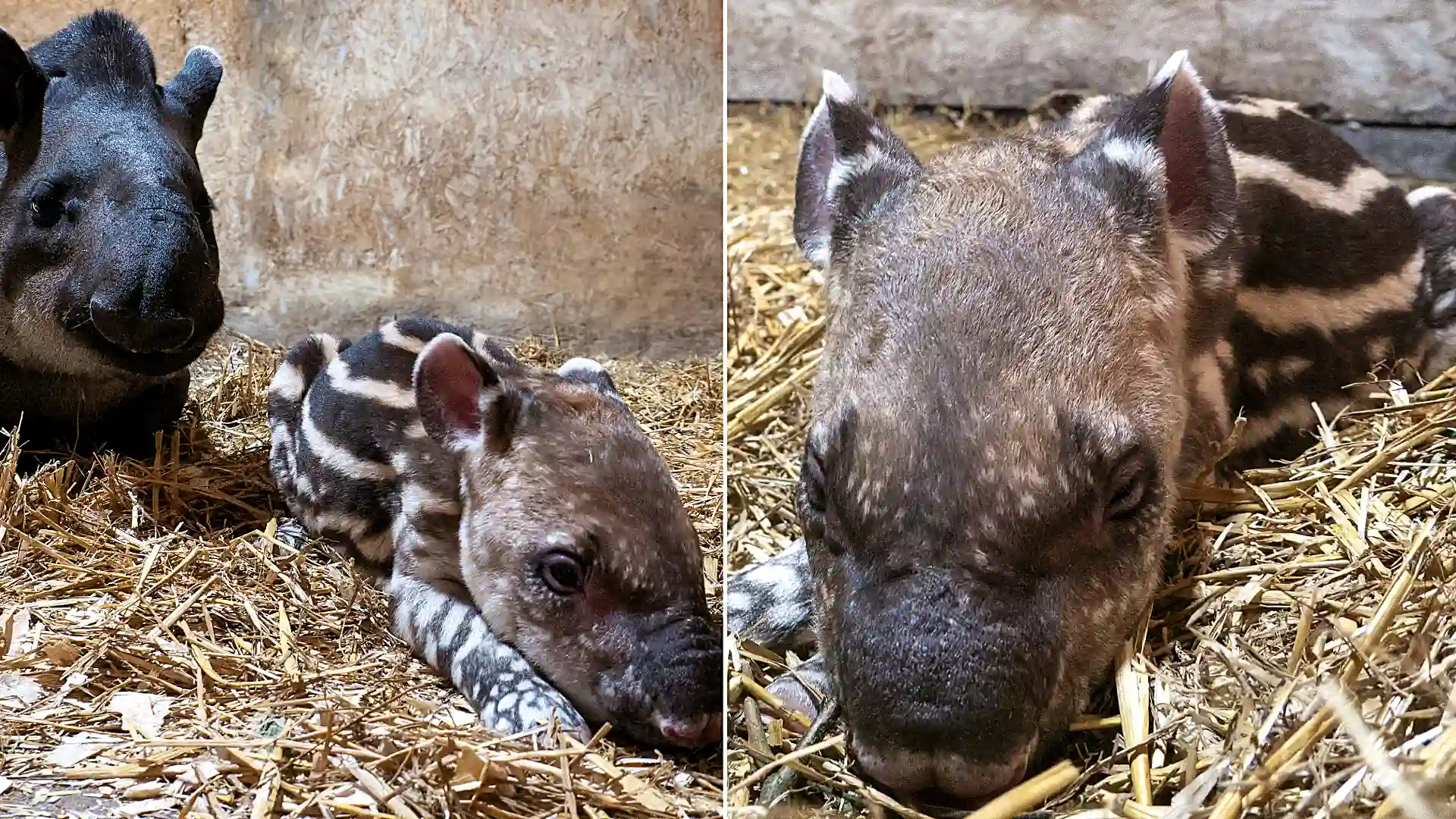 A striped Brazilian tapir calf has been born at Dartmoor Zoo in Devon - one of just 15 arrivals worldwide in a year and a rare boost for the vulnerable species.