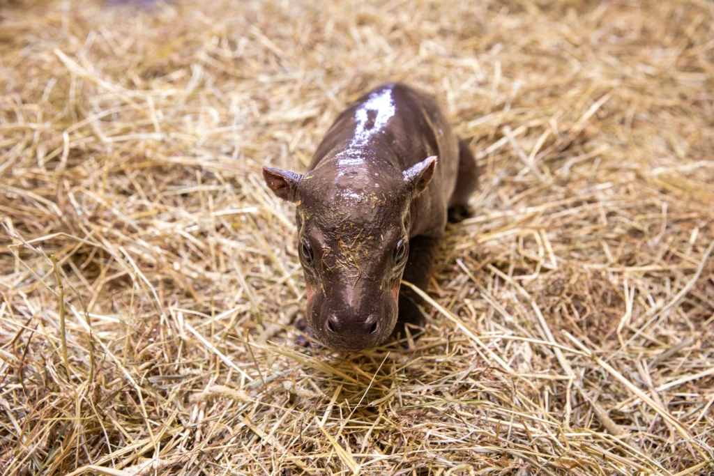 Surprise pygmy hippo calf born at Edinburgh Zoo just hours after keepers revealed mum Gloria was pregnant - the wee sibling to viral internet star Haggis.