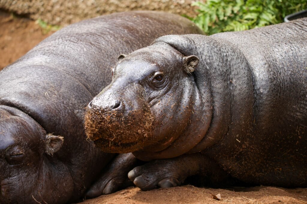 Surprise pygmy hippo calf born at Edinburgh Zoo just hours after keepers revealed mum Gloria was pregnant - the wee sibling to viral internet star Haggis.