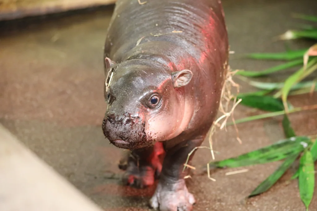 Surprise pygmy hippo calf born at Edinburgh Zoo just hours after keepers revealed mum Gloria was pregnant - the wee sibling to viral internet star Haggis.