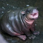 Surprise pygmy hippo calf born at Edinburgh Zoo just hours after keepers revealed mum Gloria was pregnant - the wee sibling to viral internet star Haggis.