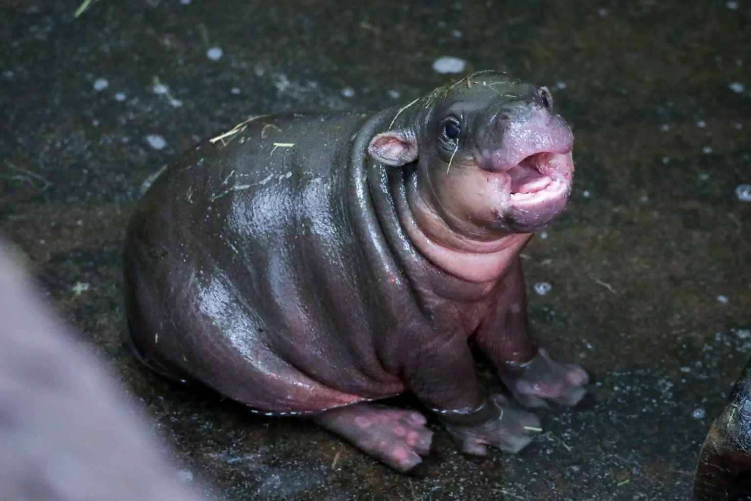 Surprise pygmy hippo calf born at Edinburgh Zoo just hours after keepers revealed mum Gloria was pregnant - the wee sibling to viral internet star Haggis.
