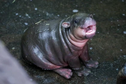 Surprise pygmy hippo calf born at Edinburgh Zoo just hours after keepers revealed mum Gloria was pregnant - the wee sibling to viral internet star Haggis.