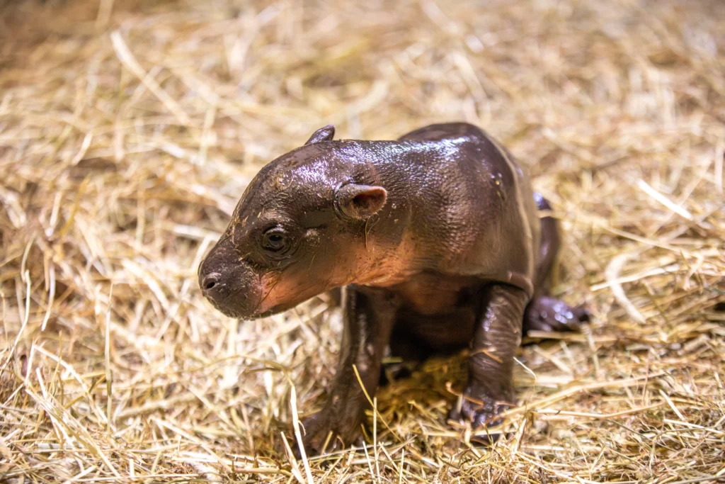 Surprise pygmy hippo calf born at Edinburgh Zoo just hours after keepers revealed mum Gloria was pregnant - the wee sibling to viral internet star Haggis.