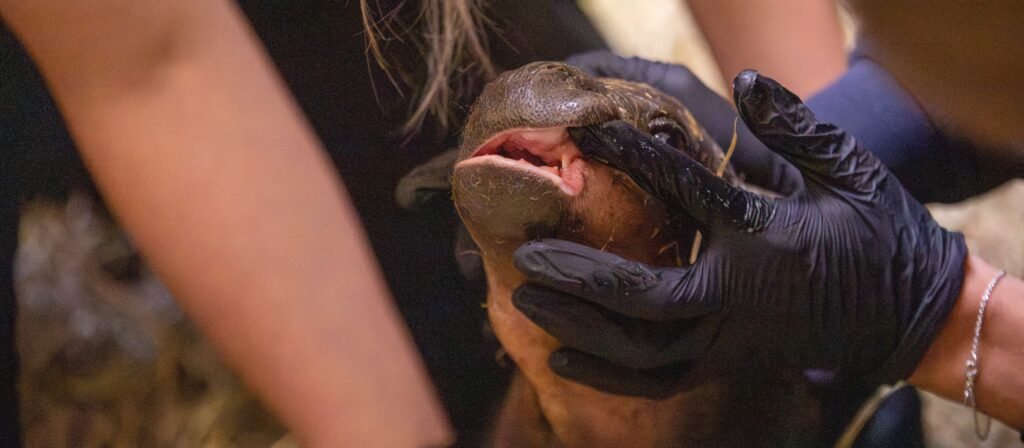 An adorable baby pygmy hippo born just hours after keepers announced her mum was pregnant has been given a bath, a clean bill of health and the name Piper.