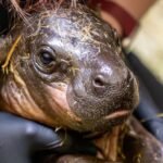 An adorable baby pygmy hippo born just hours after keepers announced her mum was pregnant has been given a bath, a clean bill of health and the name Piper.