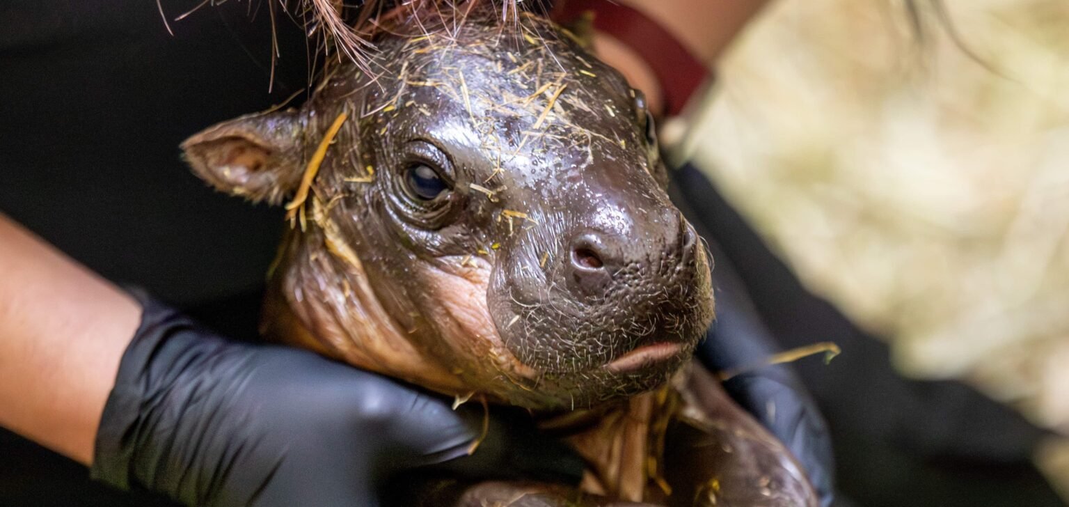 An adorable baby pygmy hippo born just hours after keepers announced her mum was pregnant has been given a bath, a clean bill of health and the name Piper.