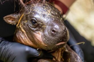 An adorable baby pygmy hippo born just hours after keepers announced her mum was pregnant has been given a bath, a clean bill of health and the name Piper.