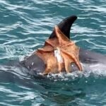 Octopus caught hitching a ride on a dolphin's fin off the British coast - as scientists warn of the biggest octopus bloom in at least 75 years.