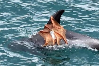 Octopus caught hitching a ride on a dolphin's fin off the British coast - as scientists warn of the biggest octopus bloom in at least 75 years.