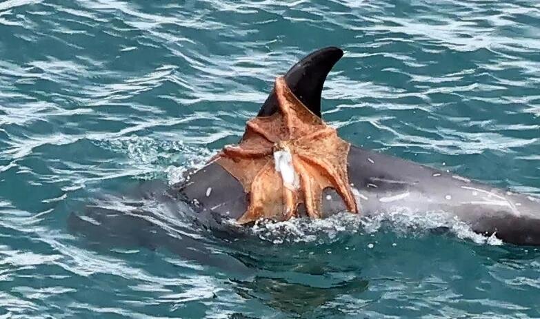 Octopus caught hitching a ride on a dolphin's fin off the British coast - as scientists warn of the biggest octopus bloom in at least 75 years.
