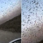 A massive swarm of locusts has been spotted sweeping across a field in Russia - leaving locals fearing the destructive insects were heading for nearby towns.