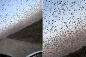 A massive swarm of locusts has been spotted sweeping across a field in Russia - leaving locals fearing the destructive insects were heading for nearby towns.