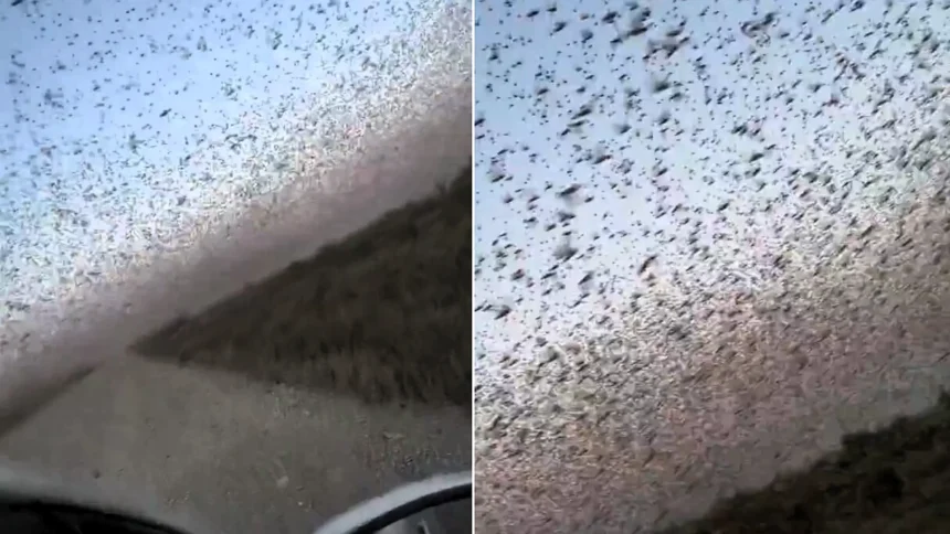 A massive swarm of locusts has been spotted sweeping across a field in Russia - leaving locals fearing the destructive insects were heading for nearby towns.