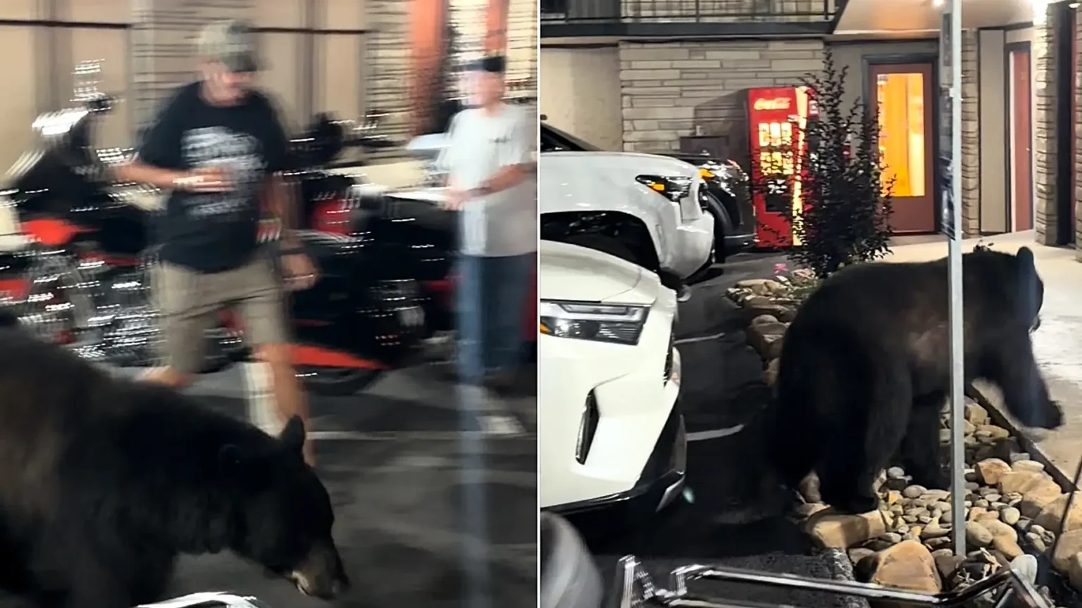 A baby black bear was caught on camera casually trotting straight through a group of stunned bikers outside a hotel - weaving between chairs and parked motorcycles.
