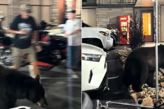 A baby black bear was caught on camera casually trotting straight through a group of stunned bikers outside a hotel - weaving between chairs and parked motorcycles.