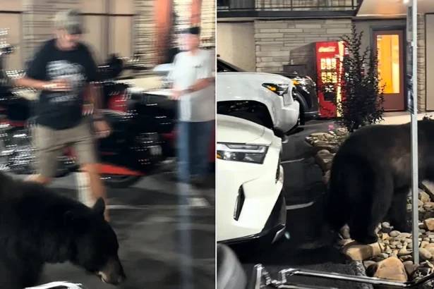 A baby black bear was caught on camera casually trotting straight through a group of stunned bikers outside a hotel - weaving between chairs and parked motorcycles.