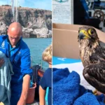 A boat skipper saved Britain's rarest bird after it plunged into the sea - netting the drenched peregrine falcon before waves swept it away.