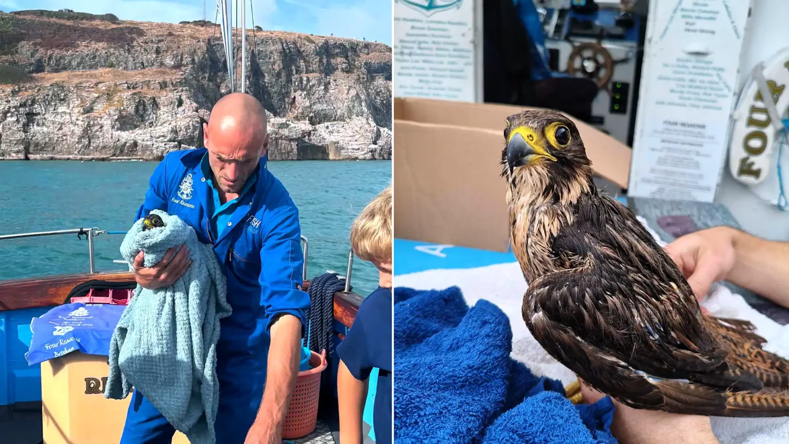 A boat skipper saved Britain's rarest bird after it plunged into the sea - netting the drenched peregrine falcon before waves swept it away.