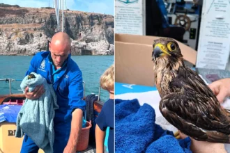 A boat skipper saved Britain's rarest bird after it plunged into the sea - netting the drenched peregrine falcon before waves swept it away.