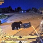 A cheeky bear has been caught on camera strolling into a fire station before making off with a firefighter's gear bag.