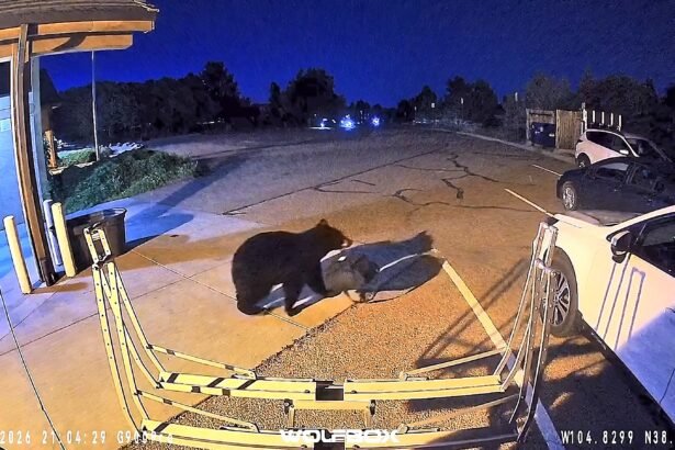 A cheeky bear has been caught on camera strolling into a fire station before making off with a firefighter's gear bag.