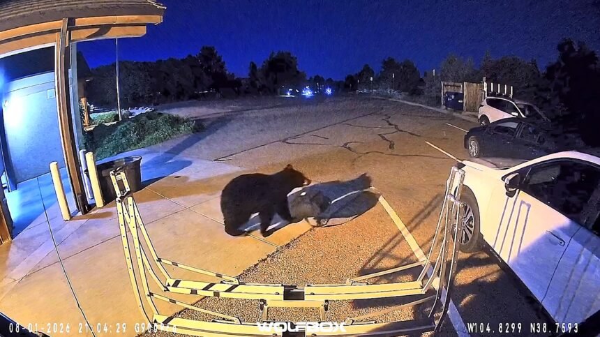 A cheeky bear has been caught on camera strolling into a fire station before making off with a firefighter's gear bag.
