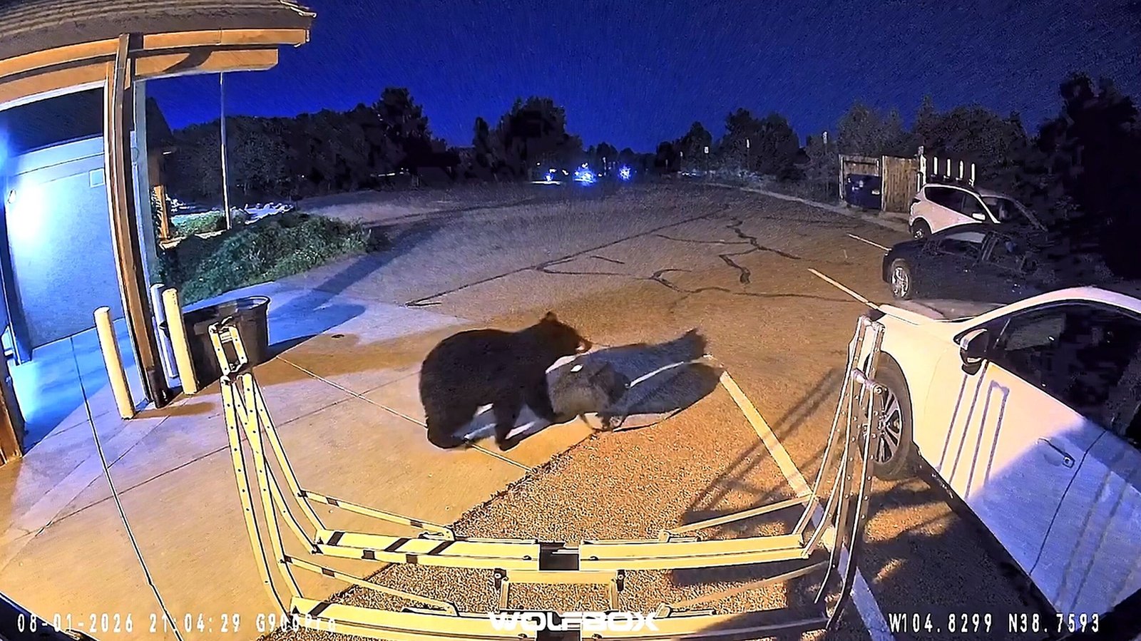 A cheeky bear has been caught on camera strolling into a fire station before making off with a firefighter's gear bag.