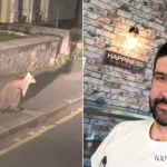 A driver was caught on the hop when he spotted a wallaby bounding along the road in front of him on his way to work.