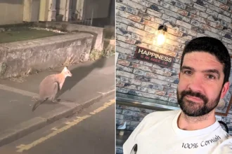 A driver was caught on the hop when he spotted a wallaby bounding along the road in front of him on his way to work.