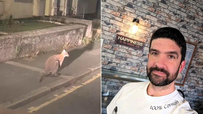 A driver was caught on the hop when he spotted a wallaby bounding along the road in front of him on his way to work.