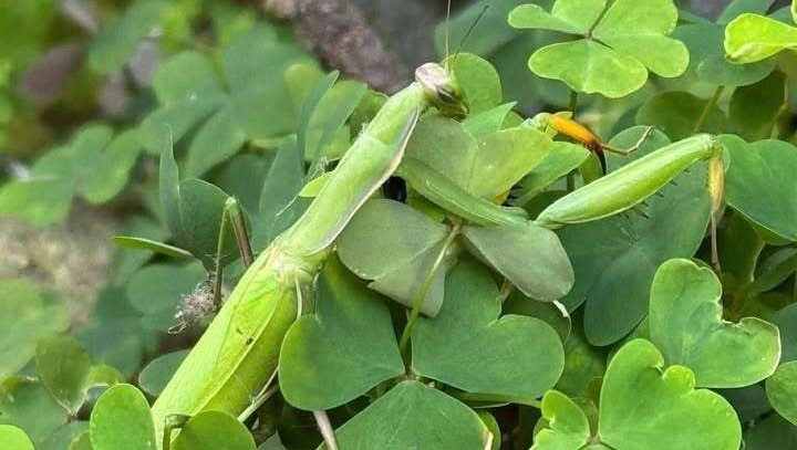 Exotic praying mantises have bred in Britain for the first time ever - with ten tiny predators spotted by a sharp-eyed schoolboy near an open window in Cornwall.